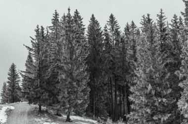Karlı güzel bir manzara - kaplanmış çam ağaçları ve siyah beyaz