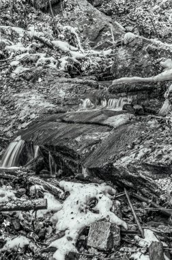 Ormanda karlı bir ağacın dikey görüntüsü.