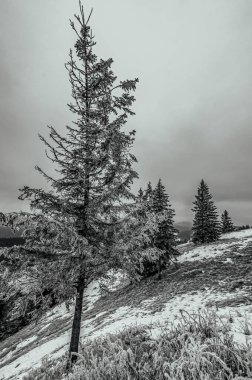 Ormanın güzel manzarası