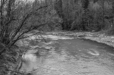 Ormandaki güzel bir nehir manzarası.