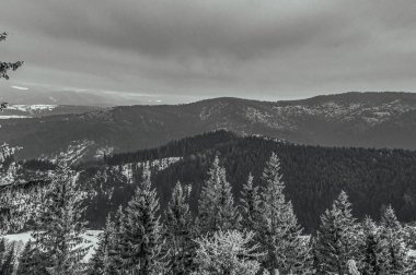 Karla kaplı ağaçlarla kaplı kış manzarası