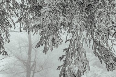 Ormandaki ağaçlarla kaplı kış manzarası.
