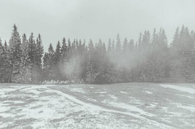 Kışın güzel karlı orman manzarası