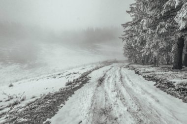 Ormanda karla kaplı bir yol.