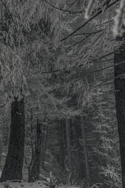 Ormandaki çam ağaçlarının siyah beyaz görüntüsü