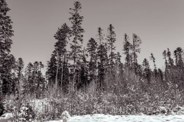 Kar - güneşli bir günde beyaz kış ormanı