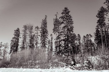 Ağaçlar ve karla kaplı kış manzarası