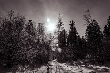 Ağaçlar ve karla kaplı güzel kış manzarası