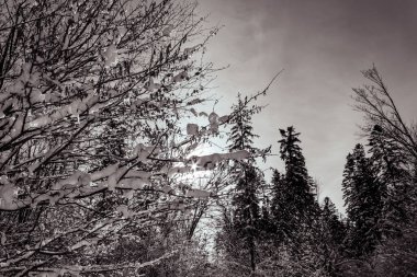 Ormanın güzel manzarası