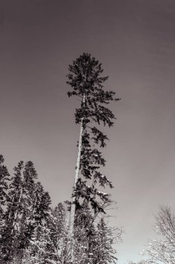 Çam dalları gökyüzüne karşı