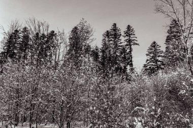 Parkın güzel manzarası