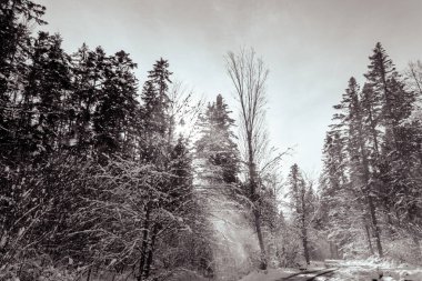 Parkta kış. Karla kaplı ağaçlar.