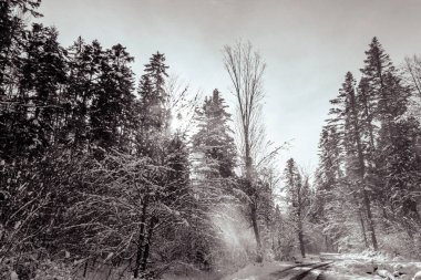 Kışın karla kaplı orman