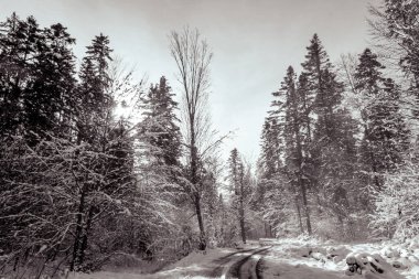 Kış manzarası ve dağlardaki ormanda bir yol.