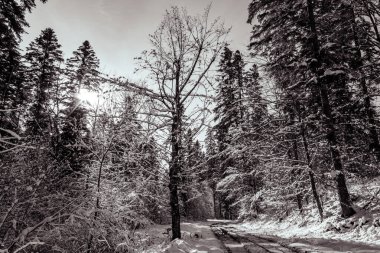 Ormanın güzel manzarası