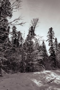 Karla kaplı ağaçlarla kaplı güzel kış manzarası