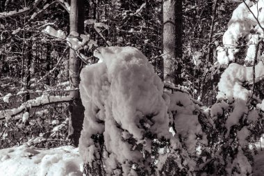 Ormandaki ağaçlar güzel kış manzarası kar ile kaplı