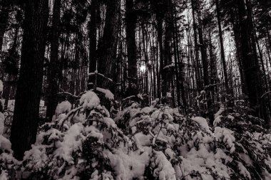 Dağlardaki güzel kış manzarası