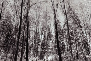 Kışın ormandaki ağaçlar, siyah ve beyaz