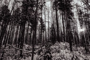 Ağaçlı bir ormanın siyah beyaz fotoğrafı.