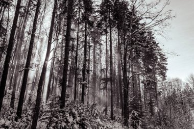 Dağlardaki güzel kış ormanı