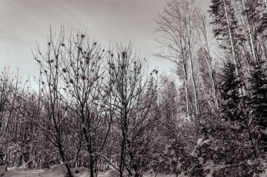 Ağaçlarda kar kış manzara