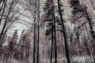 Kışın ormandaki ağaçlar