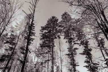 Karlı kış ormanı