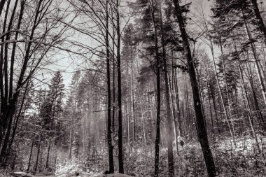 Ağaçları olan güzel bir orman