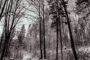Arkasında ağaçlar olan bir ormanın siyah ve beyaz görüntüsü. Kış manzarası.