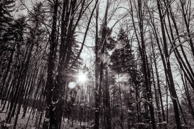 Kardaki ağaçların siyah beyaz fotoğrafı