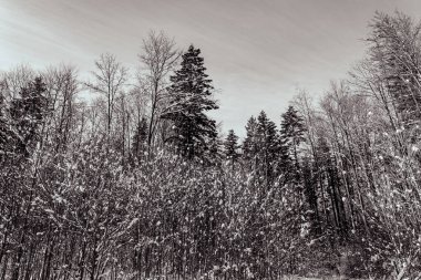 Kış karı - güneşli bir günde ormanla kaplı.