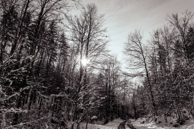Parkın karlı kış manzarası - ağaçlar ve çalılarla kaplı