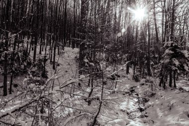 Kar ve ağaçlarla kaplı kış ormanı