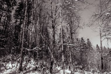 Ağaçlı kış ormanı