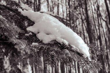 Ormanda kardaki çam ağaçları