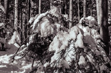 Kış karı - dağlarda ağaçlarla kaplı