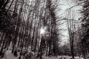 Güzel kış ormanı manzarası karlı ağaçlar ve karla kaplı ağaçlar