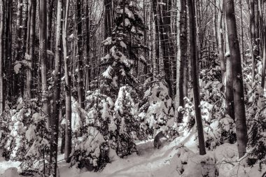 Uzun ağaçlarla kaplı karla kaplı orman. Kış manzarası.
