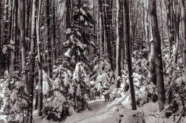 Karla kaplı ağaçlarla kaplı kış ormanı