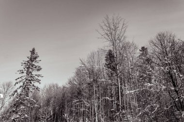 Ormanda kış manzarası