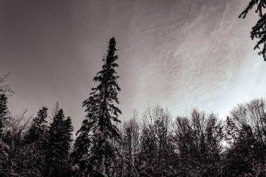 Güzel kış karlı manzarası