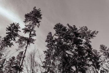 Ağaçlı güzel kış manzarası