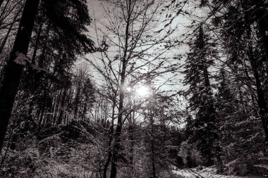 Siyah ve beyaz kış manzarası.