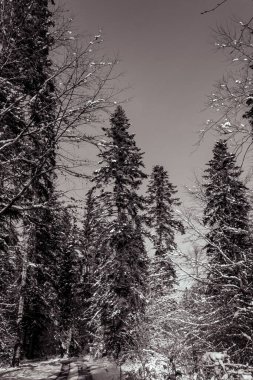 Karla kaplı ağaçlarla kaplı kış ormanı