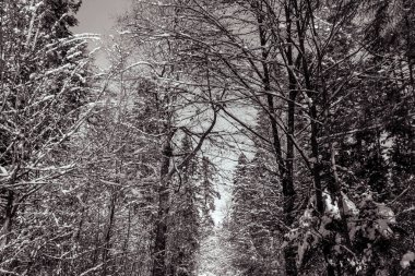 Kar ve ağaçların arasındaki kış ormanı