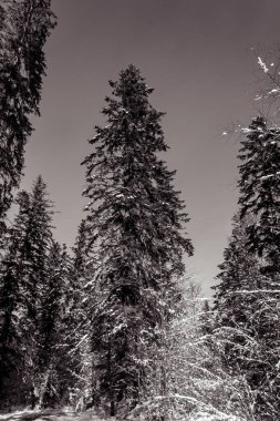 Çam ağaçlı karlı orman