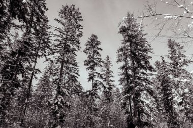 Kar - kış ormanında ağaçlarla kaplı