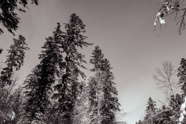 Dağlarda kış ormanı