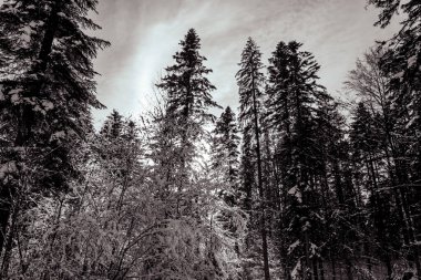 Karla kaplı ağaçlarla kaplı kış manzarası